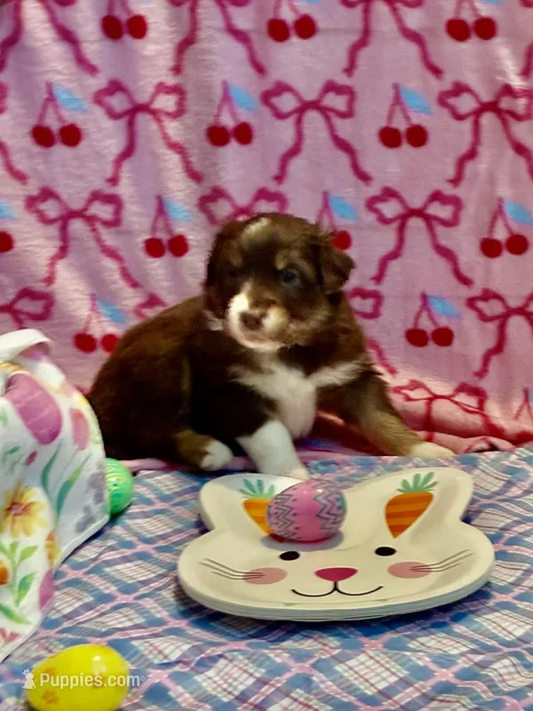 Pink – Australian Shepherd puppy for sale in Cochranton, PA