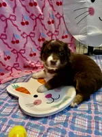 Pink, a female Australian Shepherd for sale in Cochranton, PA – Photo 2 of 4