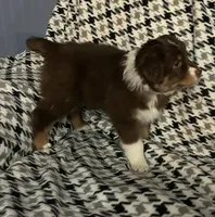 Gladys, a female Australian Shepherd for sale in Cochranton, PA – Photo 8 of 10
