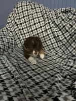 Gladys, a female Australian Shepherd for sale in Cochranton, PA – Photo 9 of 10