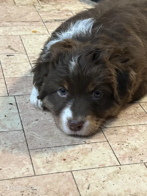 Pink – Australian Shepherd puppy for sale in Cochranton, PA