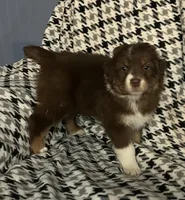 Gladys, a female Australian Shepherd for sale in Cochranton, PA – Photo 7 of 10