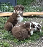 Gladys, a female Australian Shepherd for sale in Cochranton, PA – Photo 10 of 10