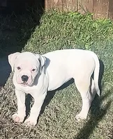 Female 1, a female American Bulldog for sale in DeSoto, TX – 2 of 4