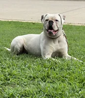 Young Mon, a male American Bulldog for sale in DeSoto, TX – 4 of 9