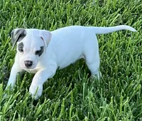 Boy Blue, a male American Bulldog for sale in DeSoto, TX – 2 of 10