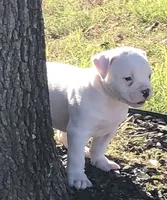 Zero, a male American Bulldog for sale in DeSoto, TX – Photo 1 of 8