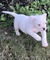Zero, a male American Bulldog for sale in DeSoto, TX – Photo 5 of 8