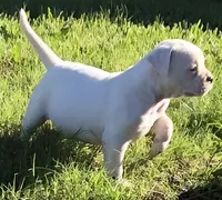 Zero, a male American Bulldog for sale in DeSoto, TX – Photo 6 of 8