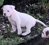 Zero, a male American Bulldog for sale in DeSoto, TX – Photo 8 of 8