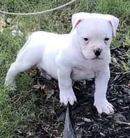 Zero, a male American Bulldog for sale in DeSoto, TX – Photo 7 of 8