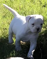 Zero, a male American Bulldog for sale in DeSoto, TX – Photo 2 of 8