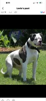 Sekekama, a female American Bulldog for sale in DeSoto, TX – 5 of 8