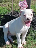 Female 2, a female American Bulldog for sale in DeSoto, TX – 5 of 5