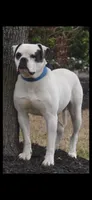Young Mon, a male American Bulldog for sale in DeSoto, TX – 7 of 9