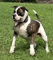 Sekekama, a female American Bulldog for sale in DeSoto, TX – 1 of 8