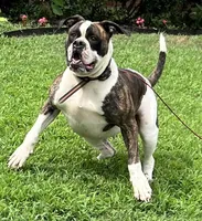 Sekekama, a female American Bulldog for sale in DeSoto, TX – 2 of 8