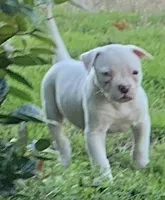 Little Blue, a female American Bulldog for sale in DeSoto, TX – Photo 3 of 6