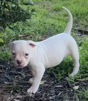 Little Blue, a female American Bulldog for sale in DeSoto, TX – Photo 4 of 6