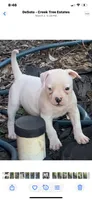 Little Blue, a female American Bulldog for sale in DeSoto, TX – Photo 6 of 6