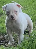Little Blue, a female American Bulldog for sale in DeSoto, TX – Photo 2 of 6