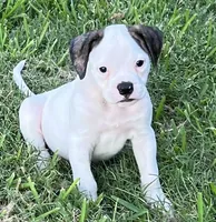 Remy, a female American Bulldog for sale in DeSoto, TX – 7 of 10