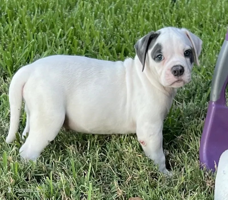 Boy Blue – American Bulldog puppy for sale in DeSoto, TX
