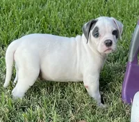 Boy Blue, a male American Bulldog for sale in DeSoto, TX – 5 of 10