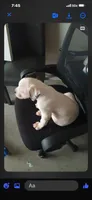 Male 1, a male American Bulldog for sale in DeSoto, TX – 3 of 5