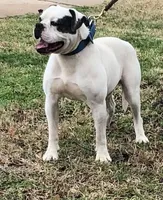 Young Mon, a male American Bulldog for sale in DeSoto, TX – 9 of 9
