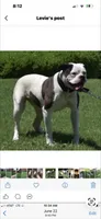 Sekekama, a female American Bulldog for sale in DeSoto, TX – 8 of 8