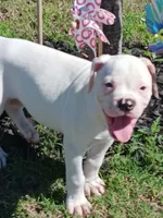 Female 2, a female American Bulldog for sale in DeSoto, TX – 3 of 5