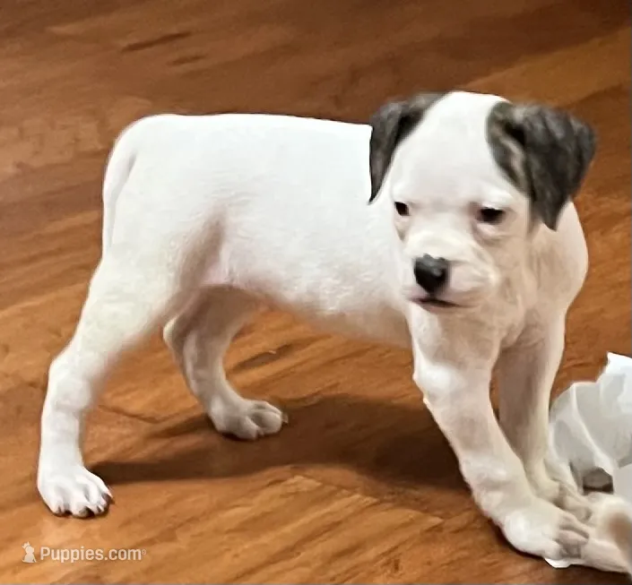 Remy – American Bulldog puppy for sale in DeSoto, TX