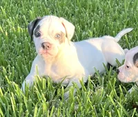 Boy Blue, a male American Bulldog for sale in DeSoto, TX – 8 of 10