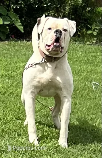 Young Mon – American Bulldog puppy for sale in DeSoto, TX