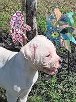 Female 2, a female American Bulldog for sale in DeSoto, TX – 4 of 5