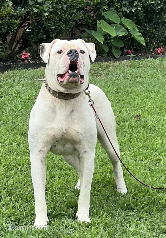 Young Mon – American Bulldog puppy for sale in DeSoto, TX