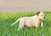 Remy, a female American Bulldog for sale in DeSoto, TX – 4 of 10