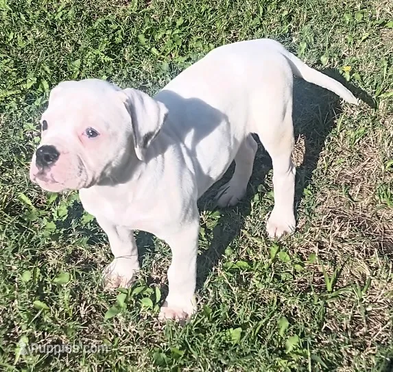 Female 1 – American Bulldog puppy for sale in DeSoto, TX