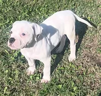 Female 1, a female American Bulldog for sale in DeSoto, TX – 1 of 4