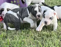 Boy Blue, a male American Bulldog for sale in DeSoto, TX – 1 of 10