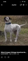 Sekekama, a female American Bulldog for sale in DeSoto, TX – 6 of 8