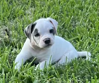 Boy Blue, a male American Bulldog for sale in DeSoto, TX – 7 of 10