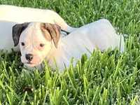 Remy, a female American Bulldog for sale in DeSoto, TX – 2 of 10