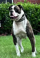 Boy Blue, a male American Bulldog for sale in DeSoto, TX – 10 of 10