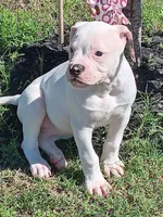 Female 2, a female American Bulldog for sale in DeSoto, TX – 2 of 5