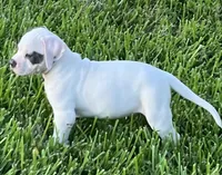 Boy Blue, a male American Bulldog for sale in DeSoto, TX – 3 of 10