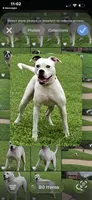 Male 1, a male American Bulldog for sale in DeSoto, TX – 5 of 5