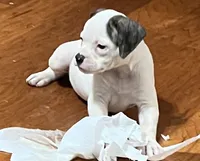 Remy, a female American Bulldog for sale in DeSoto, TX – 3 of 10
