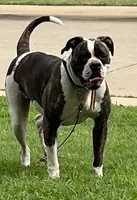 Remy, a female American Bulldog for sale in DeSoto, TX – 8 of 10